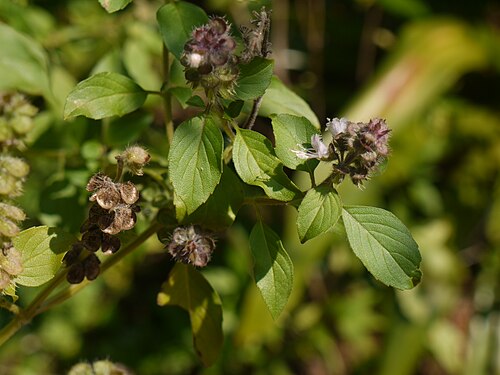 African blue basil: Ocimum ¿ kilimandscharicum ?
