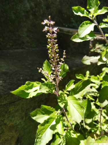 Holy basil (Ocimum tenuiflorum)