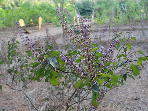 Holy basil: An Ocimum sanctum plant