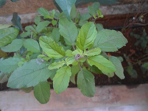 Holy basil: (Ocimum tenuiflorum) Holy Tulasi plant at Madhurawada, Visakhapatnam