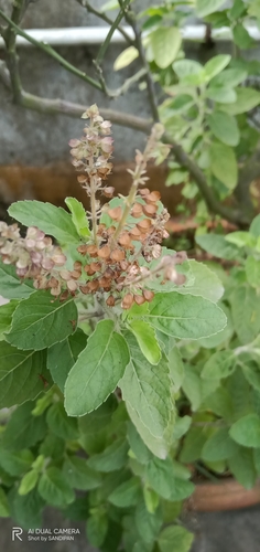 Holy basil (Ocimum tenuiflorum)
