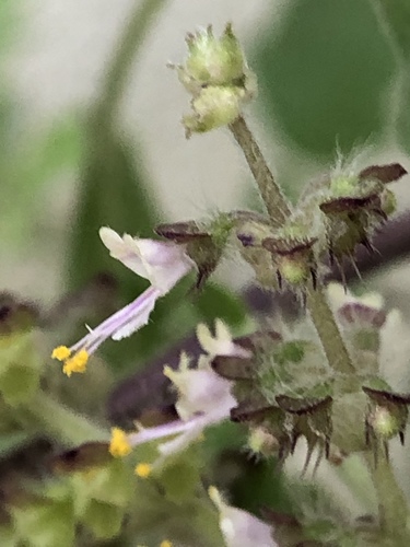 Holy basil (Ocimum tenuiflorum)