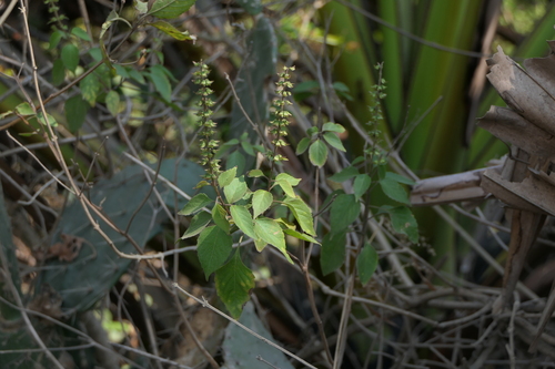 Holy basil (Ocimum tenuiflorum)