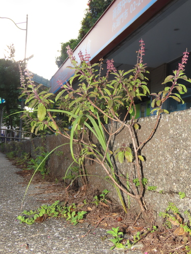 Holy basil (Ocimum tenuiflorum)
