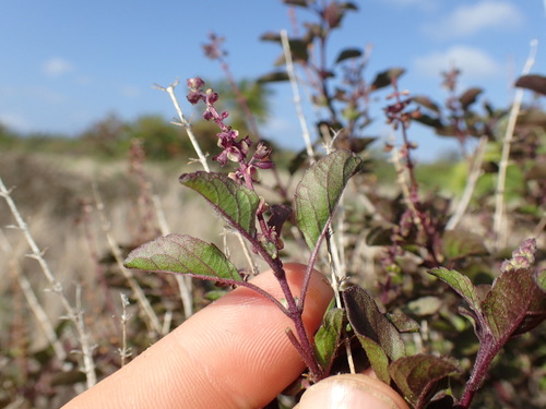 Holy basil (Ocimum tenuiflorum)