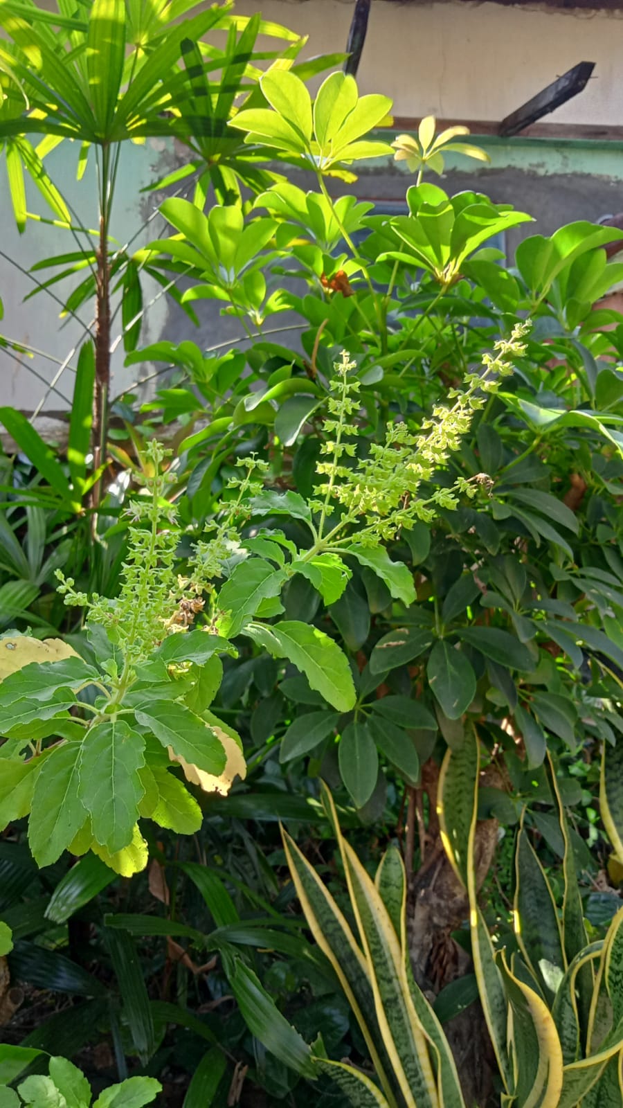 Holy basil: Tanaman tulasi atau kemangi suci yang dipakai dalam upacara agama Hindu.