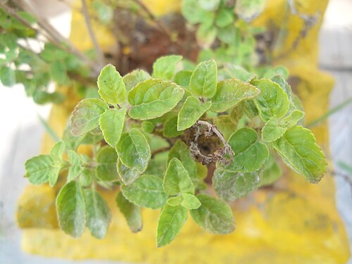 Holy basil: (Ocimum tenuiflorum) Holy Tulasi plant at Madhurawada, Visakhapatnam