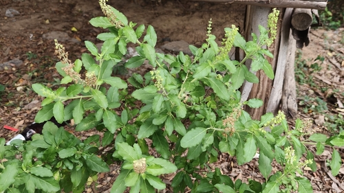 Holy basil (Ocimum tenuiflorum)