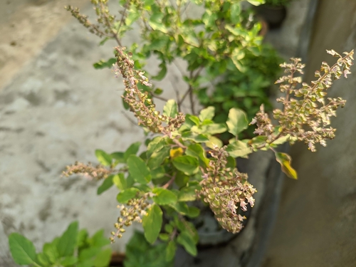 Holy basil (Ocimum tenuiflorum)