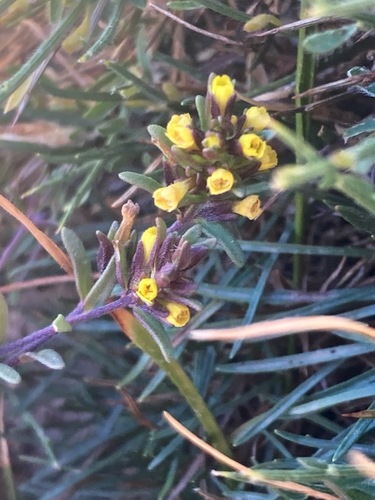 Odontites corsicus (Odontites corsicus)