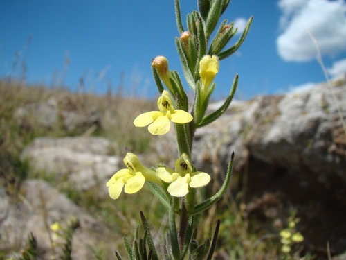 Odontites glutinosus (Odontites glutinosus)