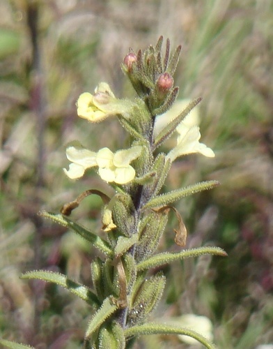 Odontites glutinosus (Odontites glutinosus)