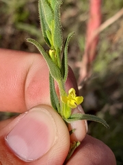 Odontites glutinosus (Odontites glutinosus)