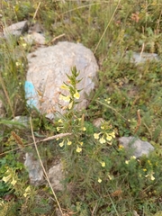 Odontites glutinosus (Odontites glutinosus)