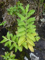 Odontites hollianus (Odontites hollianus)