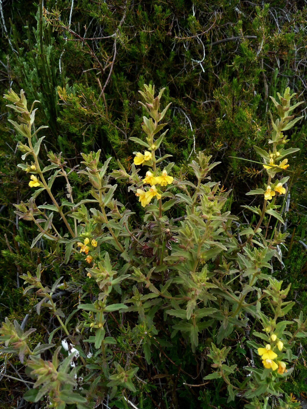 Odontites hollianus: Odontites holliana , Ile de Madère
