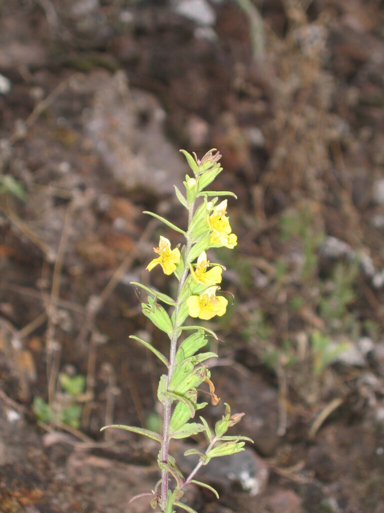 Odontites hollianus (Odontites hollianus)