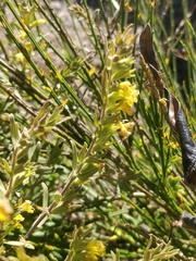 Odontites hollianus (Odontites hollianus)