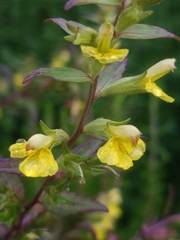 Odontites hollianus (Odontites hollianus)
