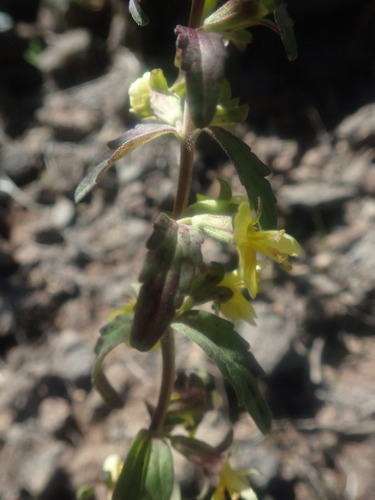 Odontites hollianus (Odontites hollianus)