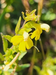 Odontites hollianus (Odontites hollianus)