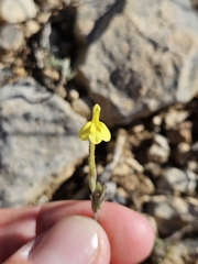 Odontites longiflorus (Odontites longiflorus)