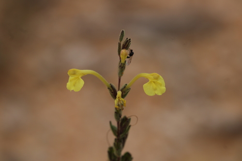 Odontites longiflorus (Odontites longiflorus)