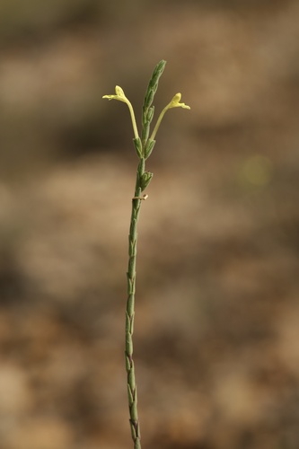 Odontites longiflorus (Odontites longiflorus)