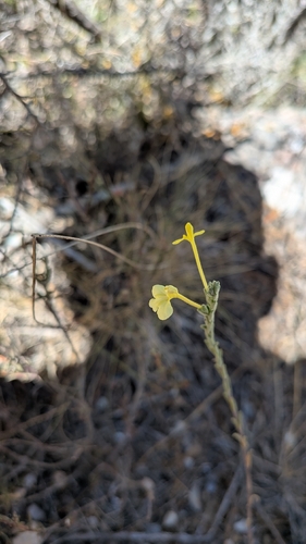 Odontites longiflorus (Odontites longiflorus)