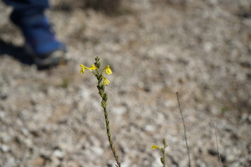 Odontites longiflorus (Odontites longiflorus)
