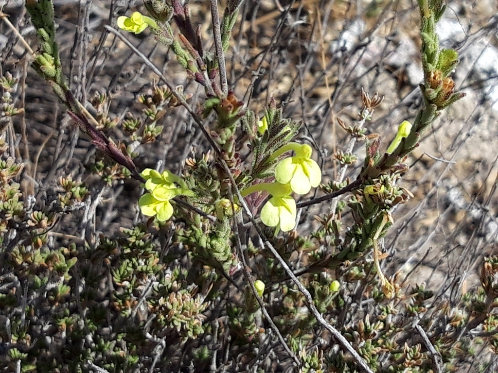 Odontites longiflorus (Odontites longiflorus)