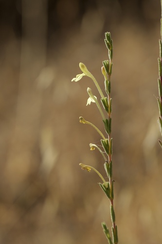 Odontites longiflorus (Odontites longiflorus)