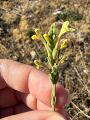 Odontites longiflorus (Odontites longiflorus)