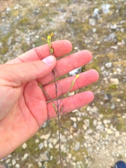 Odontites longiflorus (Odontites longiflorus)