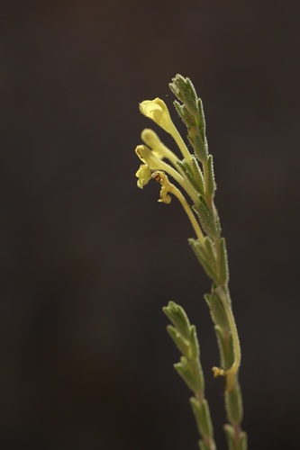 Odontites longiflorus (Odontites longiflorus)