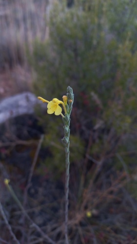 Odontites longiflorus (Odontites longiflorus)