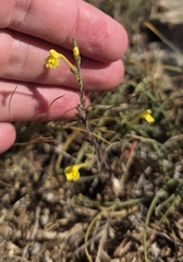Odontites longiflorus (Odontites longiflorus)