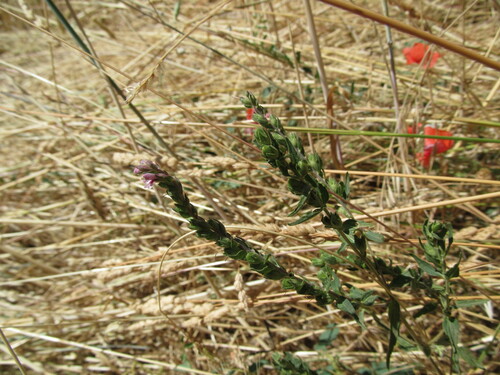 Red bartsia (Odontites vernus)