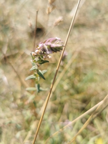 Red bartsia (Odontites vernus)