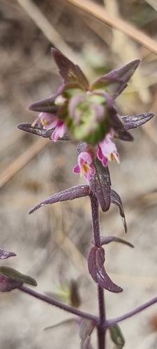 Red bartsia (Odontites vernus)