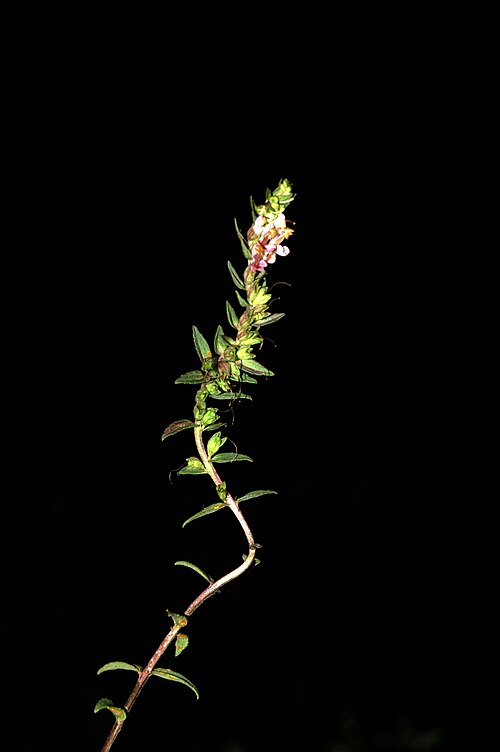 Red bartsia: Rdeča zobnica v Ljubljani.