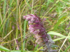Red bartsia (Odontites vernus)