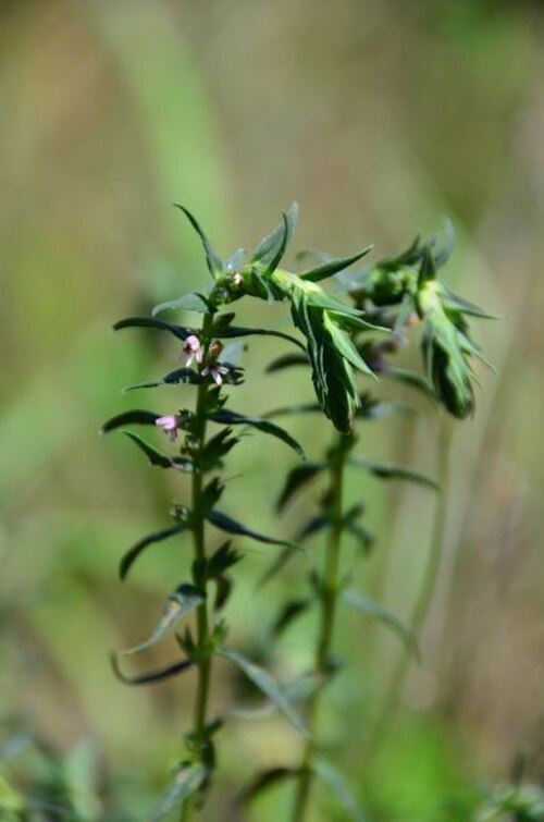 Red bartsia: Odontites vernus