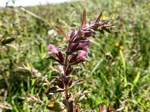 Red bartsia (Odontites vernus)