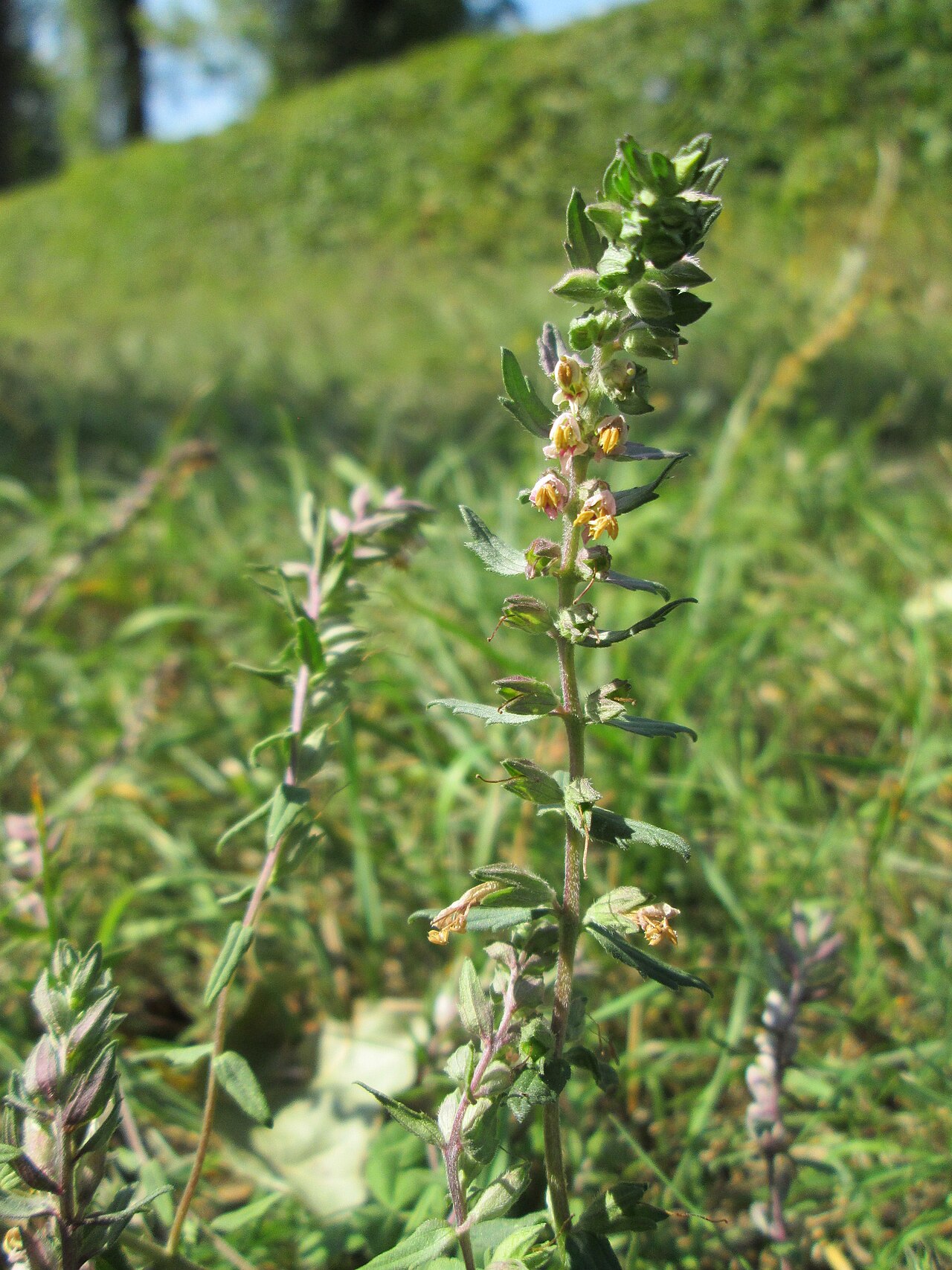 Odontites vulgaris: Roter Zahntrost ( Odontites vulgaris ) bei Fechingen