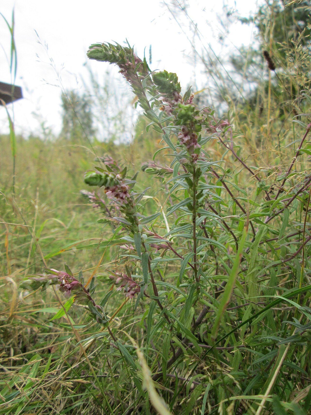 Odontites vulgaris: Roter Zahntrost ( Odontites vulgaris ) an der alten Tuffgrube bei Kennfus