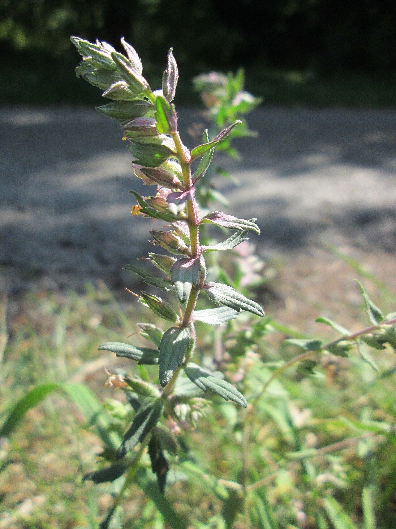 Odontites vulgaris: Roter Zahntrost ( Odontites vulgaris ) bei Fechingen