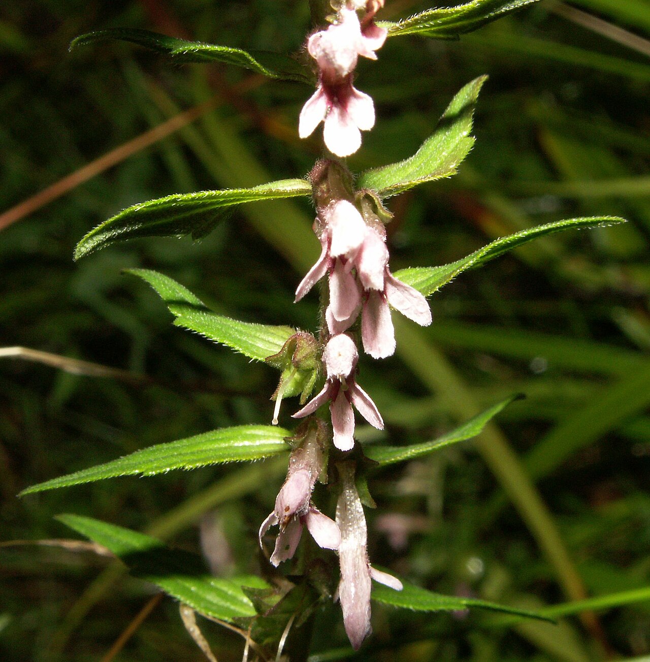 Odontites vulgaris: Odontites vulgaris