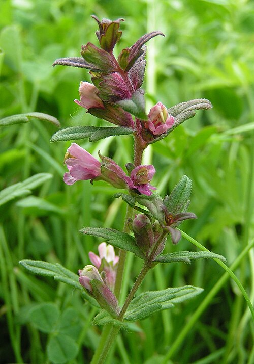 Odontites vulgaris: Red bartsia ( Odontites vernus ). Photo by sannse , Great Holland Pits, Essex, 6 June 2004.
