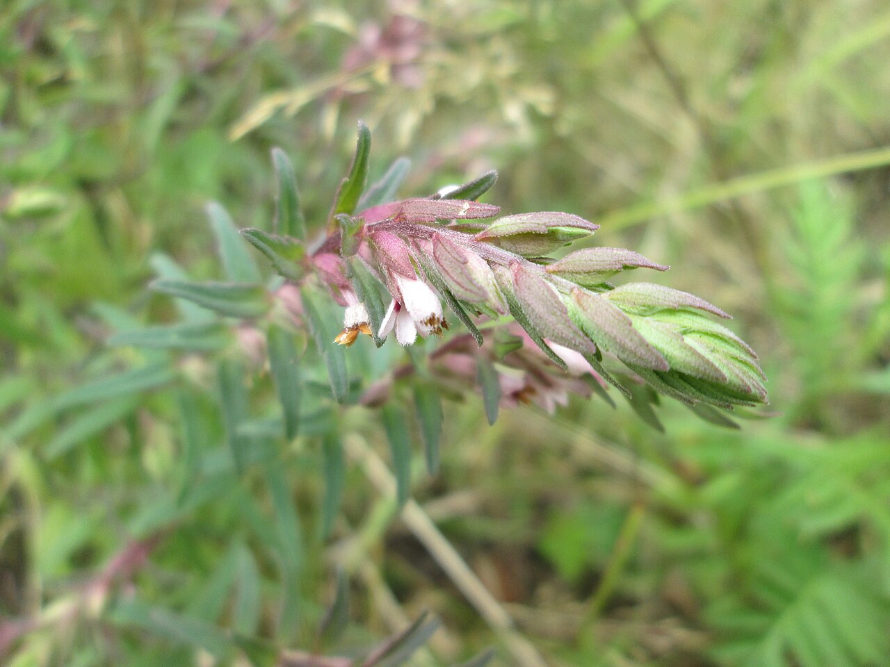 Odontites vulgaris: Roter Zahntrost ( Odontites vulgaris ) an der alten Tuffgrube bei Kennfus